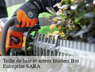 Taille de haie et arbres fruitiers bru-88700 Entreprise SARA