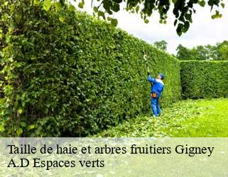 Taille de haie et arbres fruitiers  gigney-88390 A.D Espaces verts
